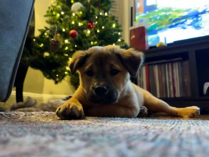 Cozy newly adopted puppy lies on a rug near a decorated Christmas tree during a warm winter home moment.