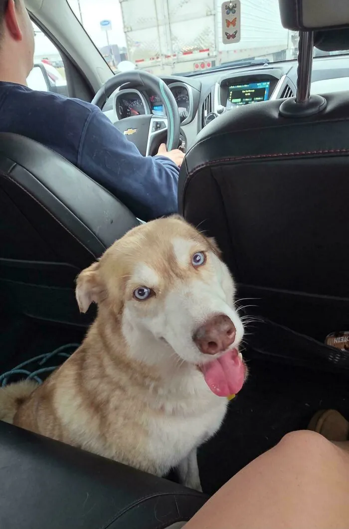 Newly adopted husky with blue eyes sitting in car backseat during cozy winter journey with owner driving.