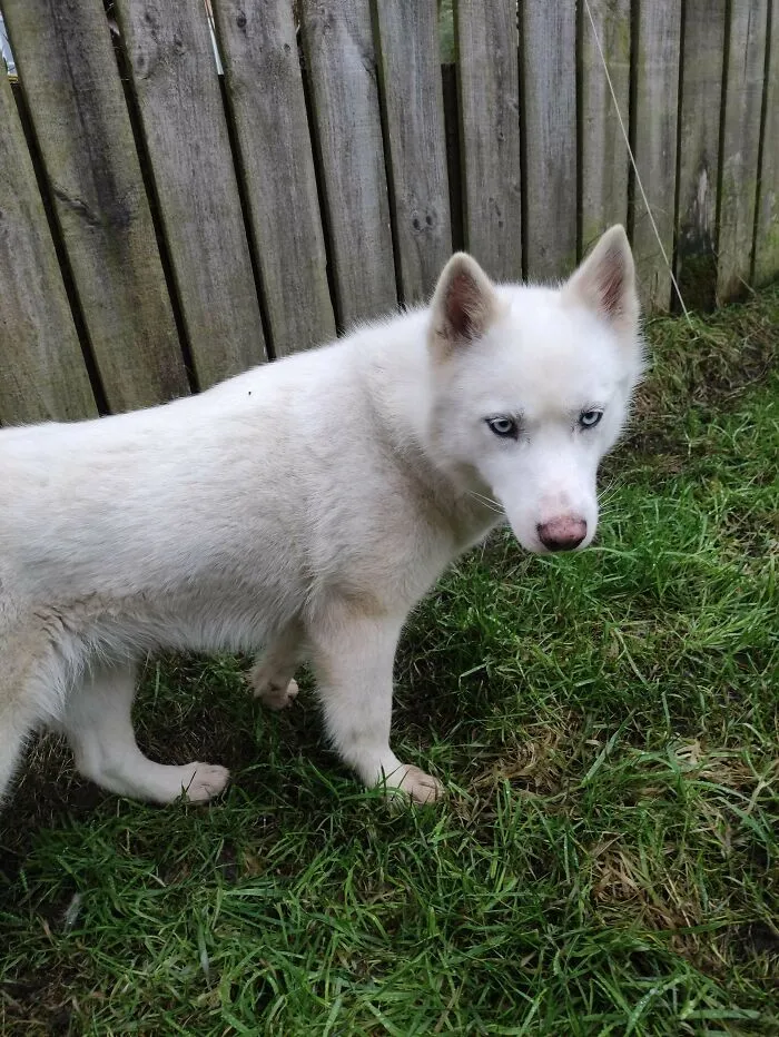 White husky with blue eyes standing on grass near a wooden fence, one of the newly adopted pets in winter.