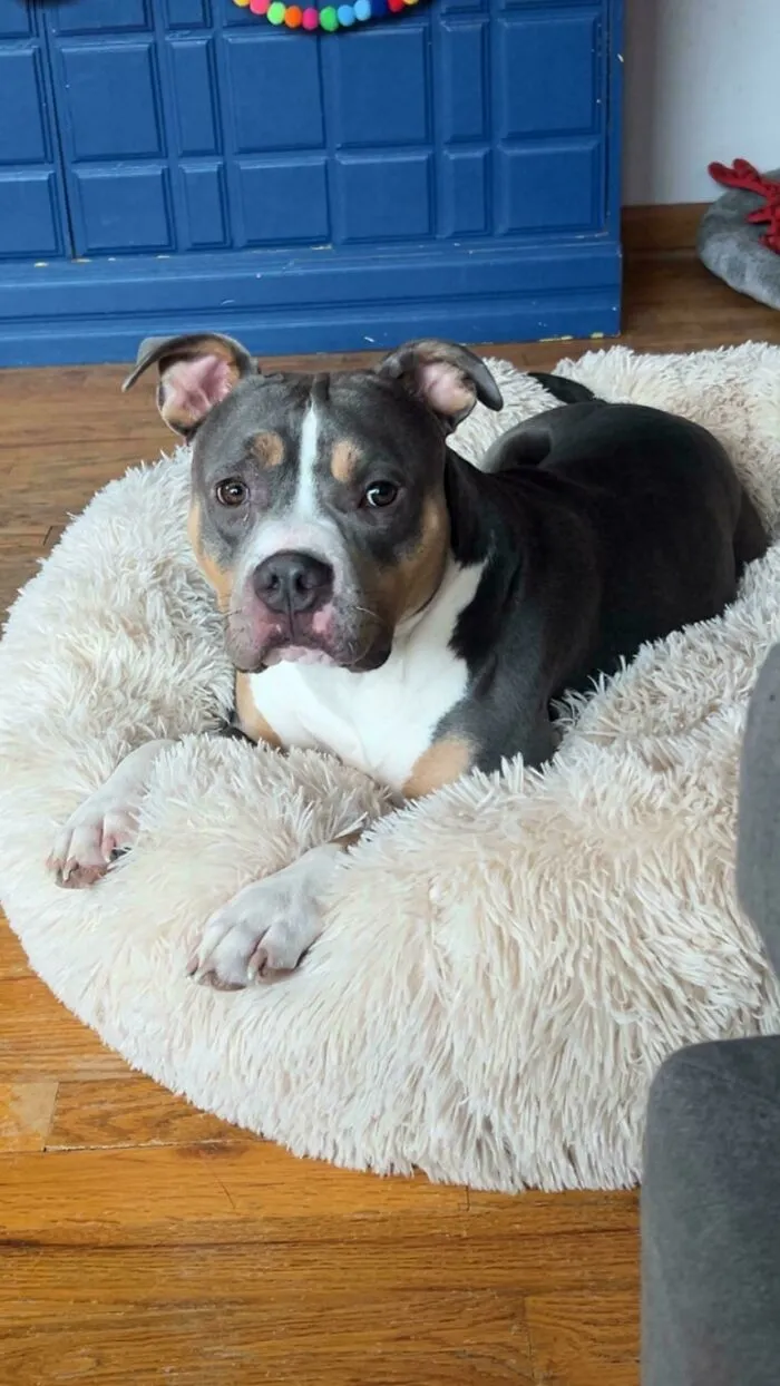 Newly adopted dog resting on a cozy fluffy bed indoors during winter season at home.