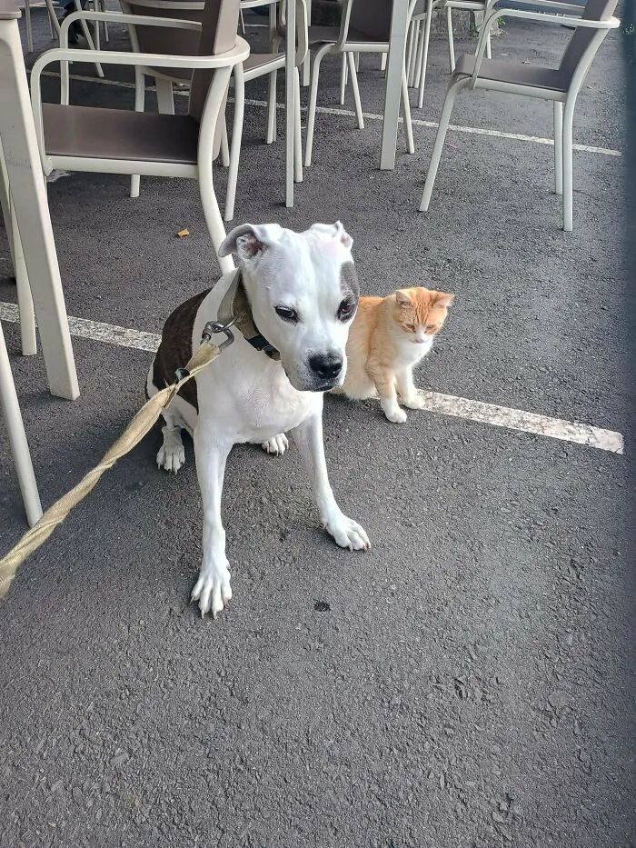 I Adopted This Stray Kitten Because He Became Friends With My Dog