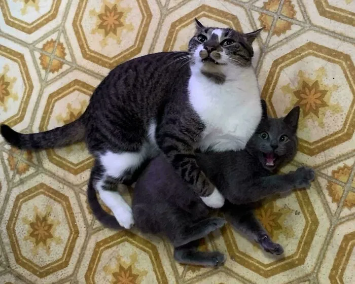 Adoptive Father Shows Love To Little Guy Who Wandered In Off The Street 💕