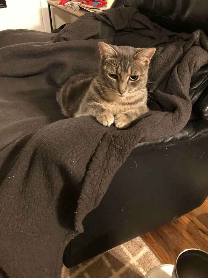 Random Cat Decided She Lived At My Apartment And Refused To Hear Otherwise!
