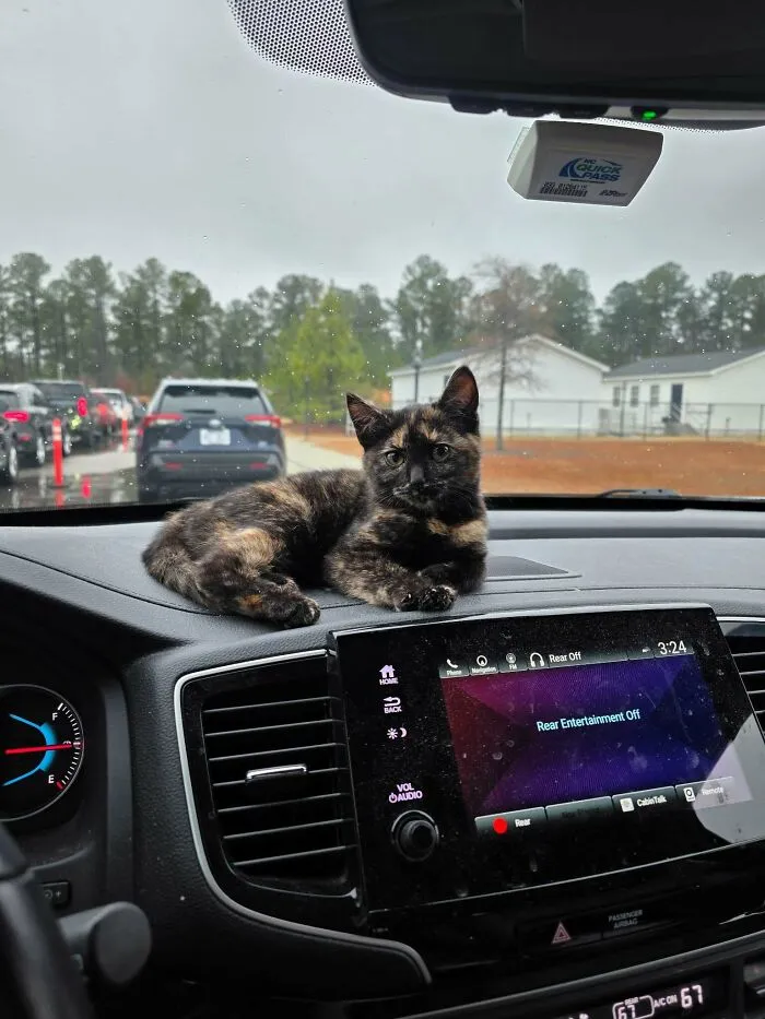 Recently Joined The Tortie Club