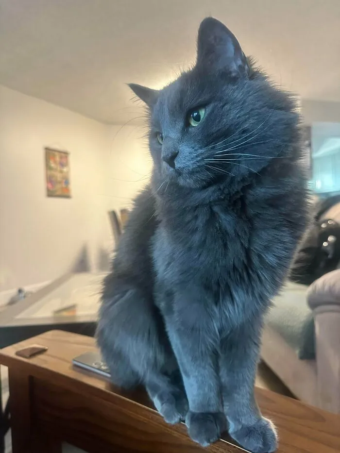 Behold - Phoebe The Stray Who Adopted Me
