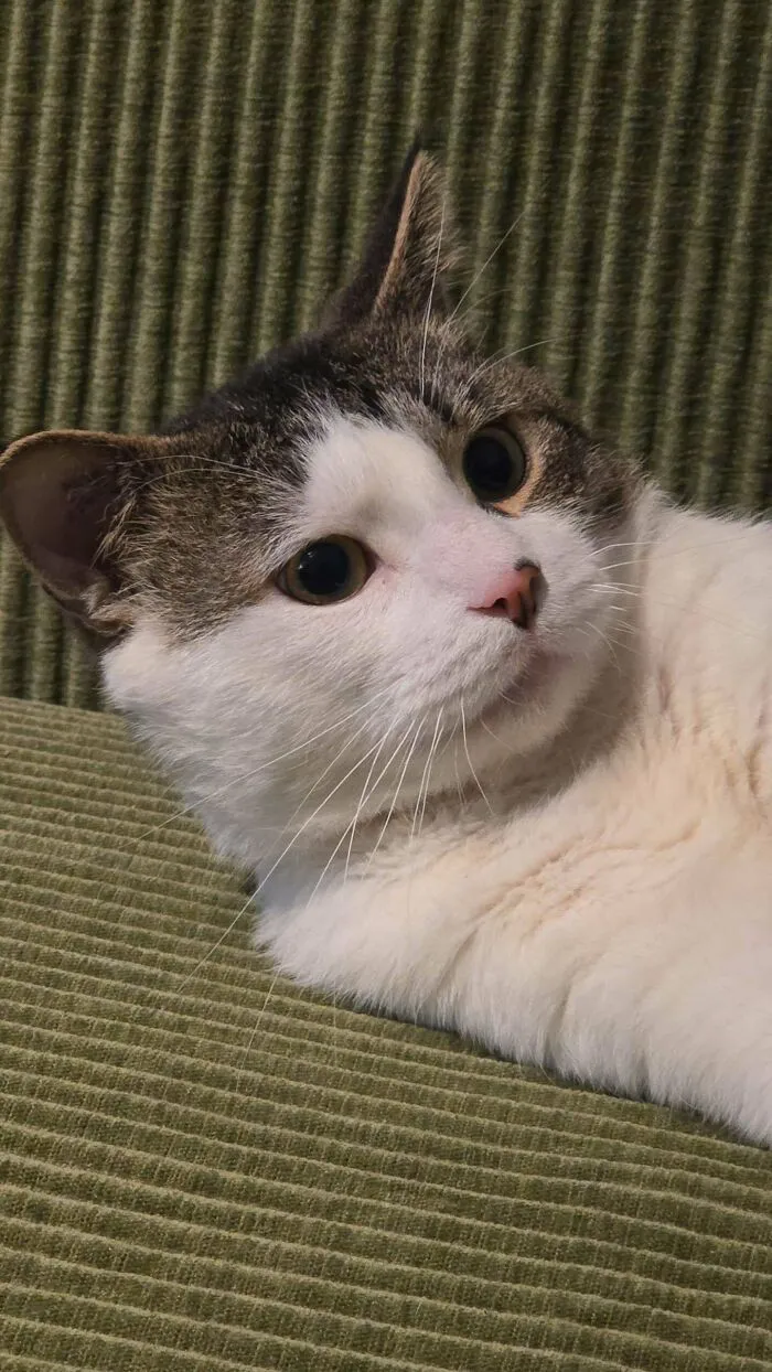 This Is Fred, I Adopted Him Yesterday. He Has 3 Legs