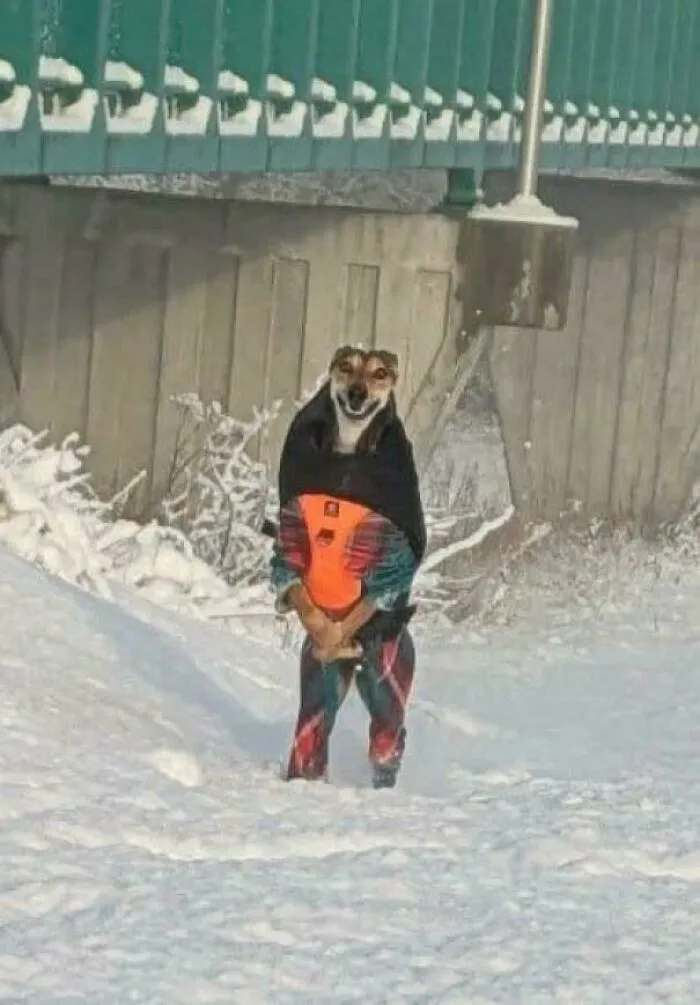 Dog wearing colorful winter outfit standing in snowy outdoor scene showcasing newly adopted pets cozy winter beginnings.