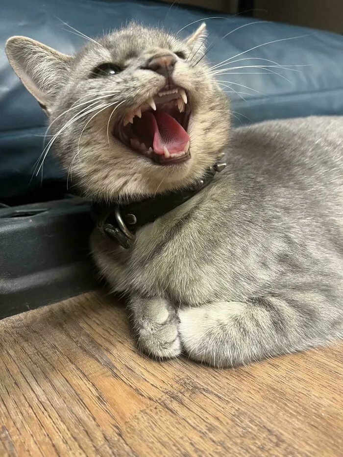 Gray tabby cat yawning and resting indoors, showcasing cozy winter beginnings of newly adopted pets warmth.