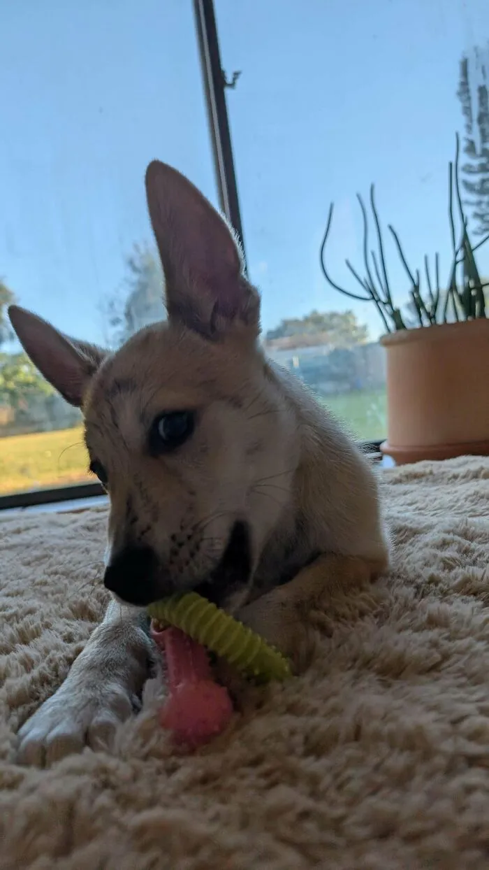 I Adopted A Puppy That Was Tossed In A Dumpster