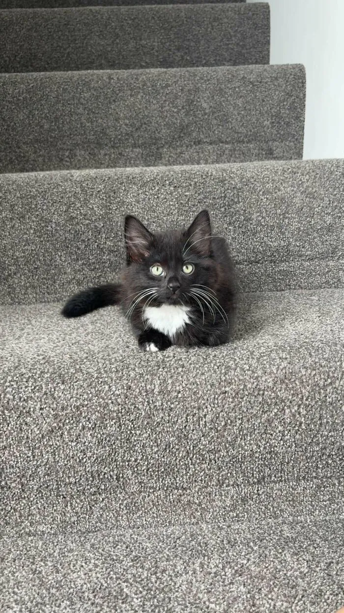 I Just Adopted This Little Girl. Her Name Is Sukie. She Has A Mild Heart Murmur, But I’m Hopeful She’ll Grow Out Of It