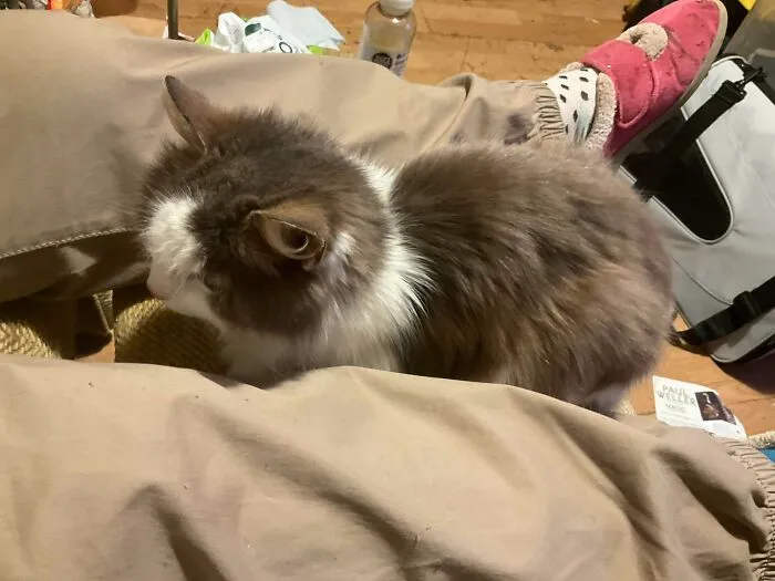 Fluffy newly adopted cat resting between legs in a cozy indoor setting during winter beginnings.
