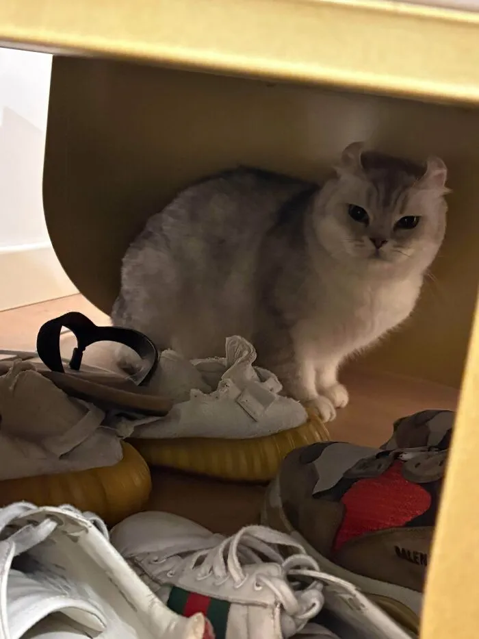 Newly adopted cozy cat nestled under a chair among shoes, capturing the warmth of winter beginnings for pets.