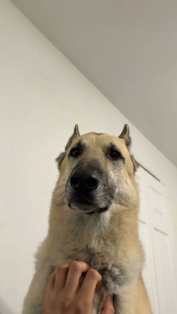 Large dog being gently petted indoors, showing newly adopted pets enjoying cozy winter beginnings.