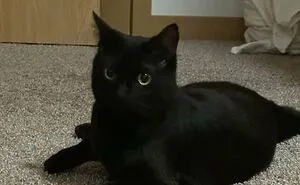 74 Adopted Animals Whose First Month In Their Forever Homes Is Pure Wholesomeness (January Edition)