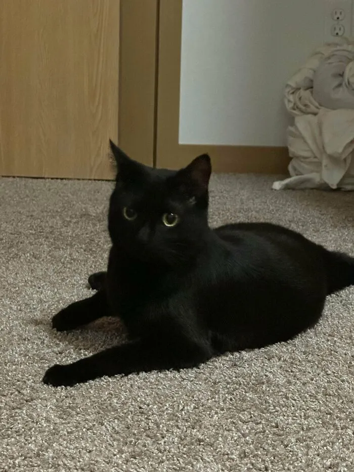 Just Adopted