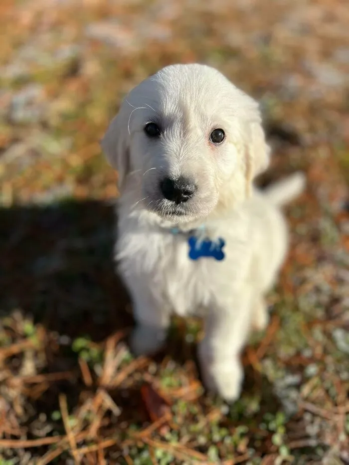 Golden retriever puppy outdoors on grass, one of the newly adopted pets with cozy winter beginnings in January.