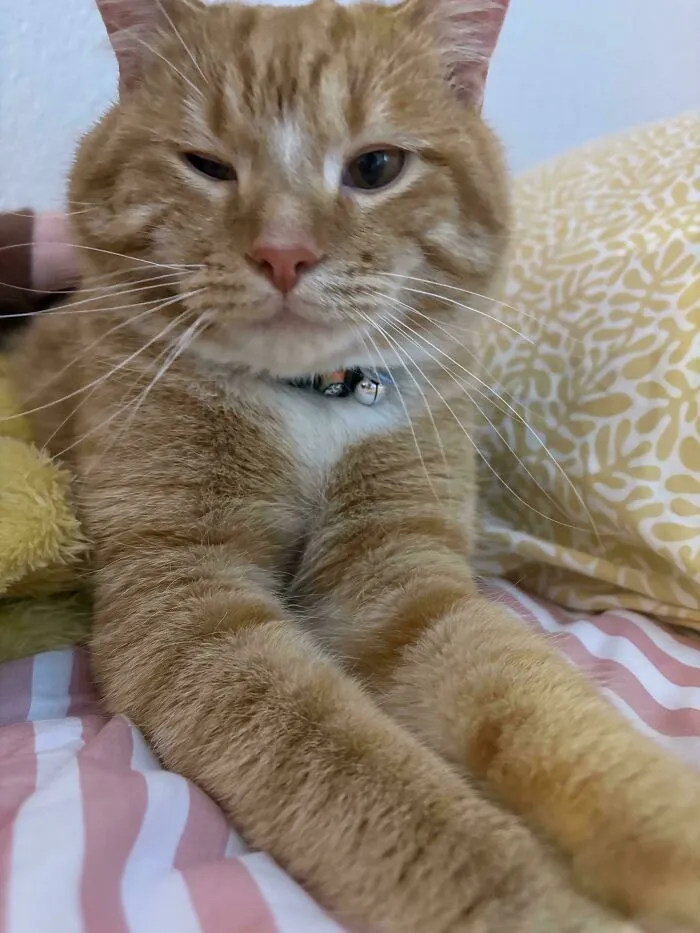 Close-up of a newly adopted ginger cat stretching on a cozy striped bed, embodying warm winter pet beginnings.