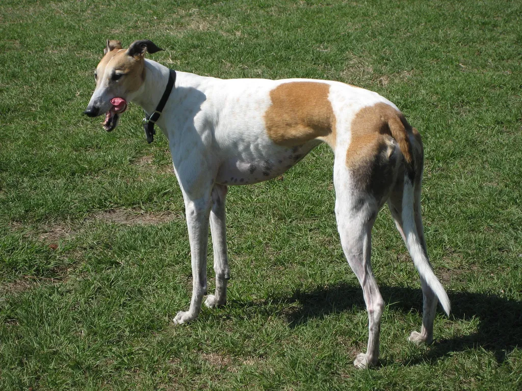 Purebred greyhound standing on grass with white and tan coat, slender body, and black collar in sunlight.