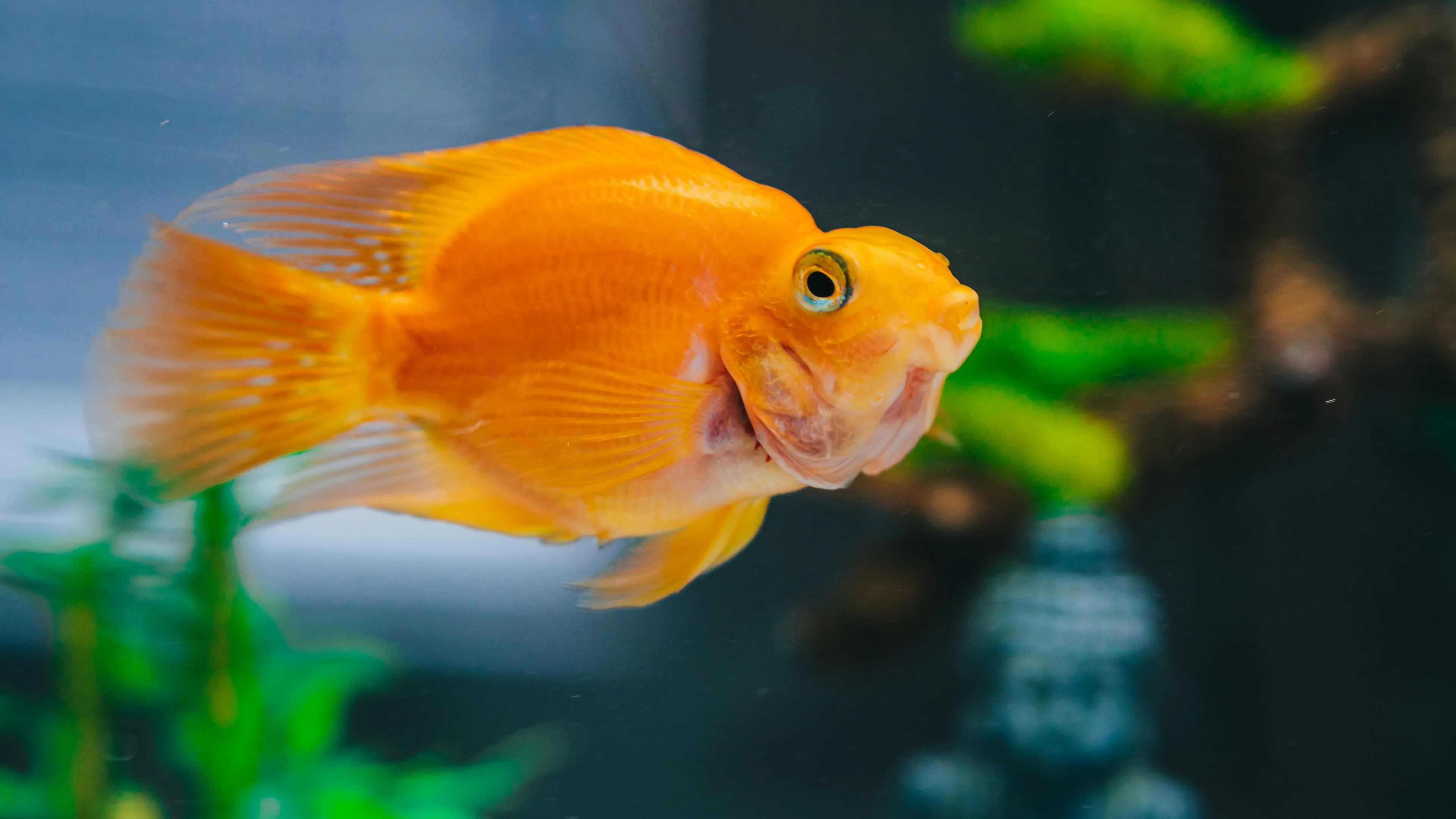 Close-up of a vibrant goldfish swimming in a home aquarium with green plants in the background.
