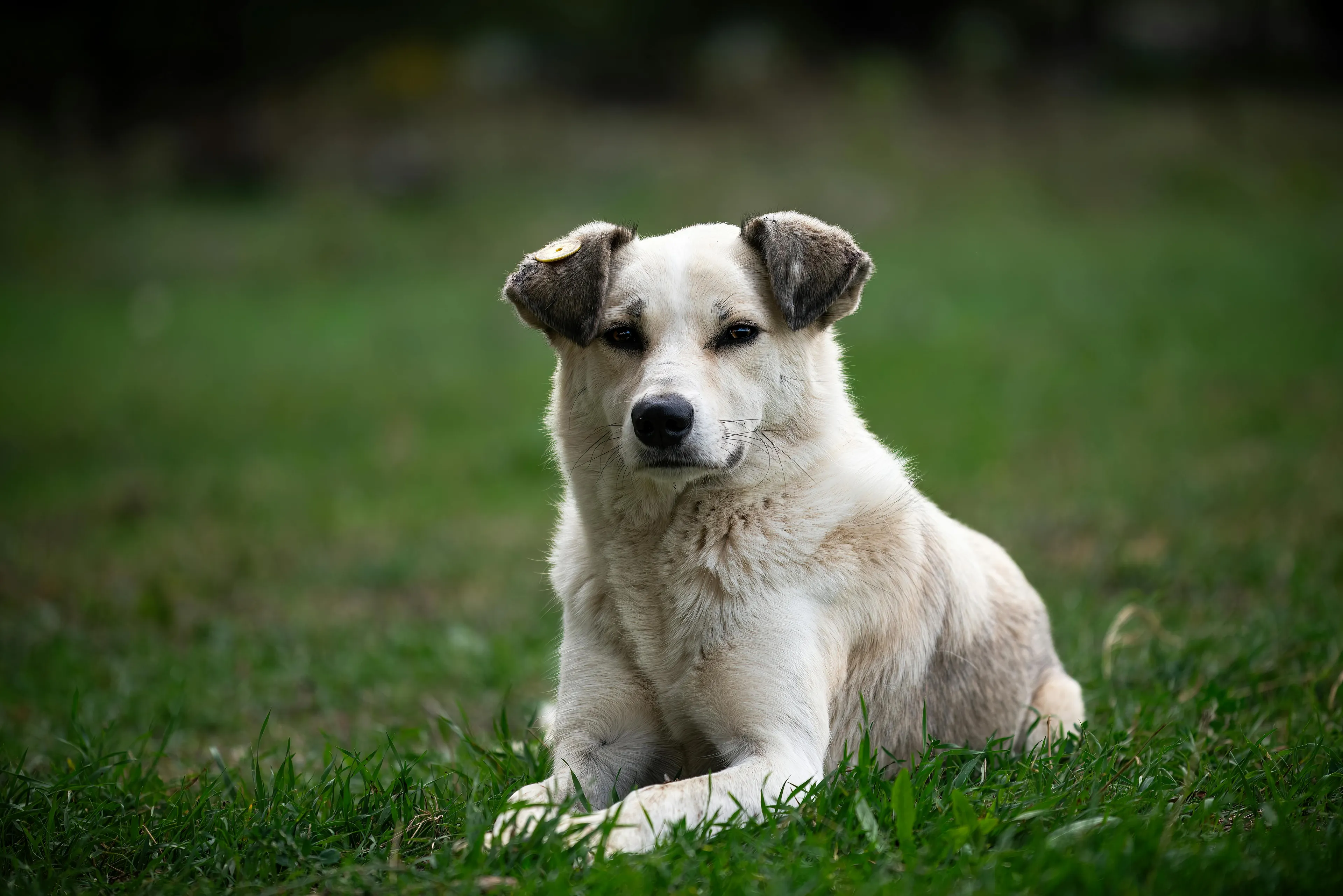 Big rescue dog lying calmly on green grass in an outdoor setting, showing a gentle and loyal expression.