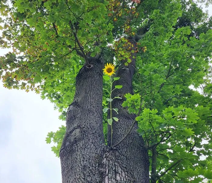 Sunflower Growing On A Tree