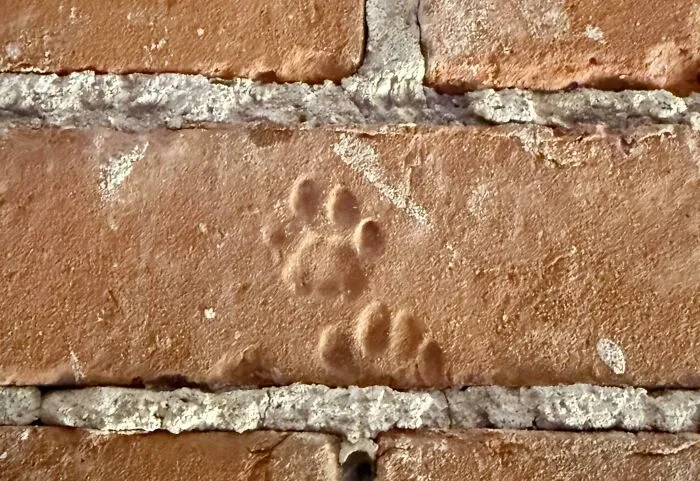 Moved Into A 160 Year Old Loft And Found Kitty Paw Prints In The Masonry