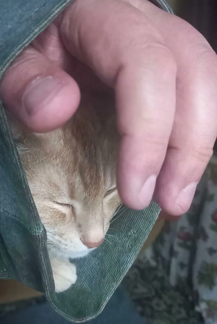 My Cat Crawled In My Bathrobe Sleeve And Fell Asleep