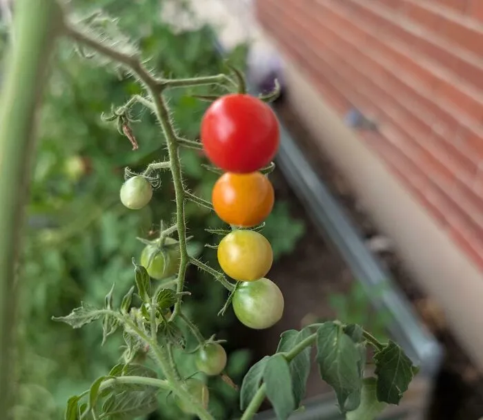 This Gradient Of Tomatoes From My Garden