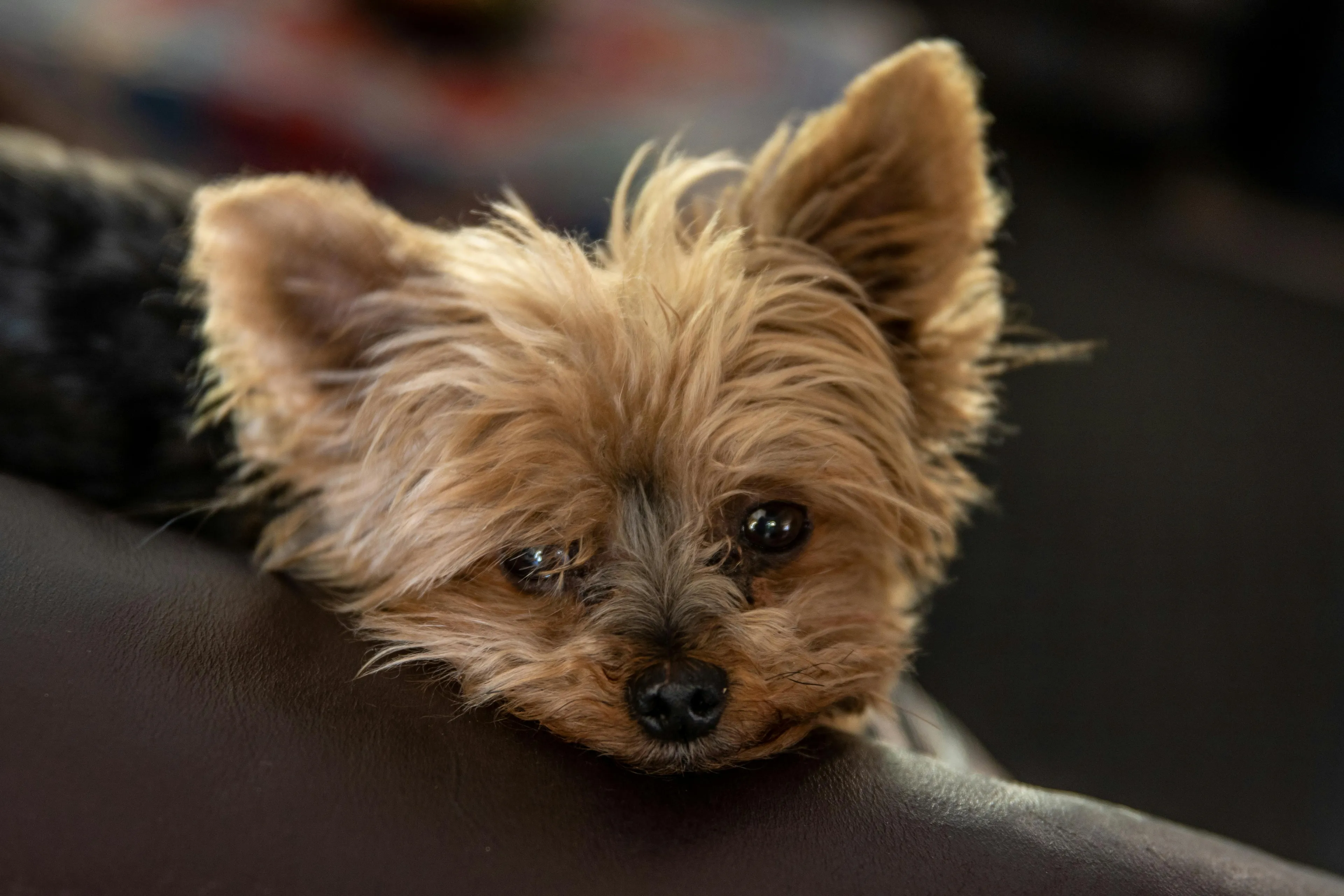 Close-up of a small terrier with fluffy fur resting its head on a dark surface, looking calm and relaxed.