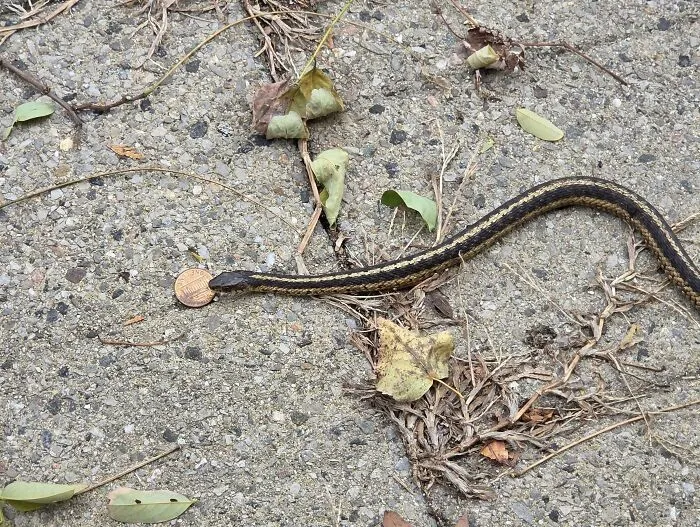 Snake Outside My Front Door Had A Penny