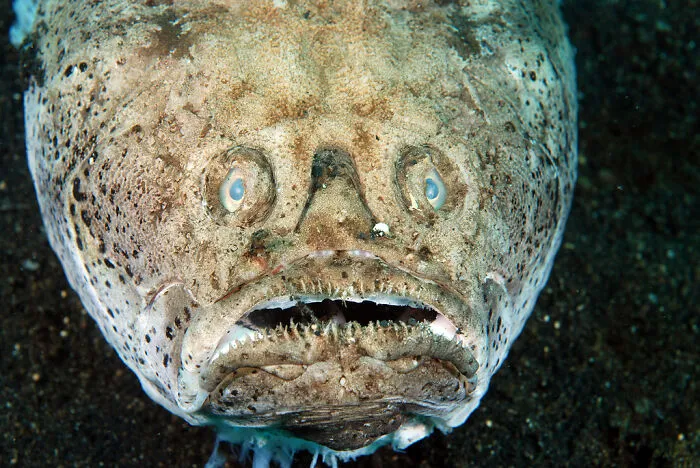 The Stargazer Fish