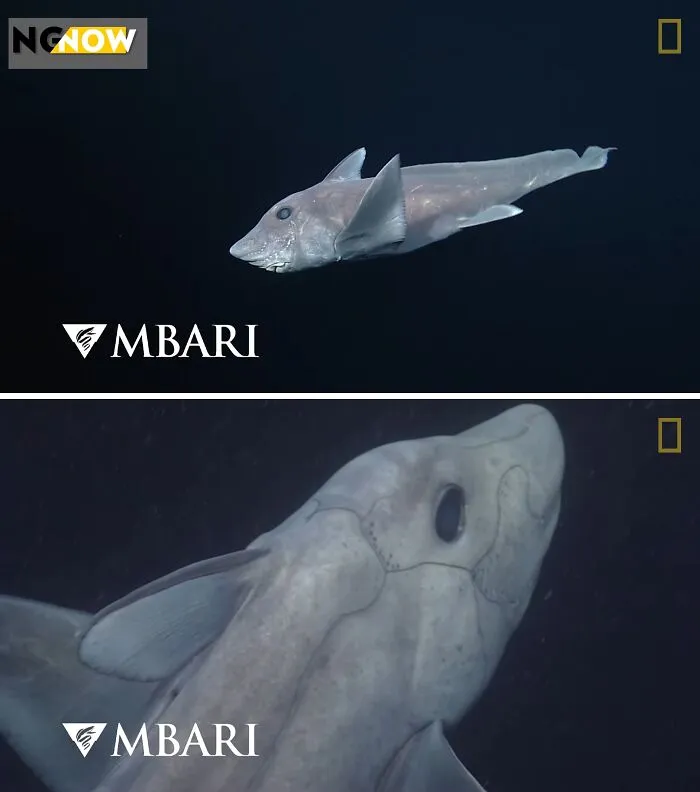 Ghost Shark Caught On Camera For The First Time