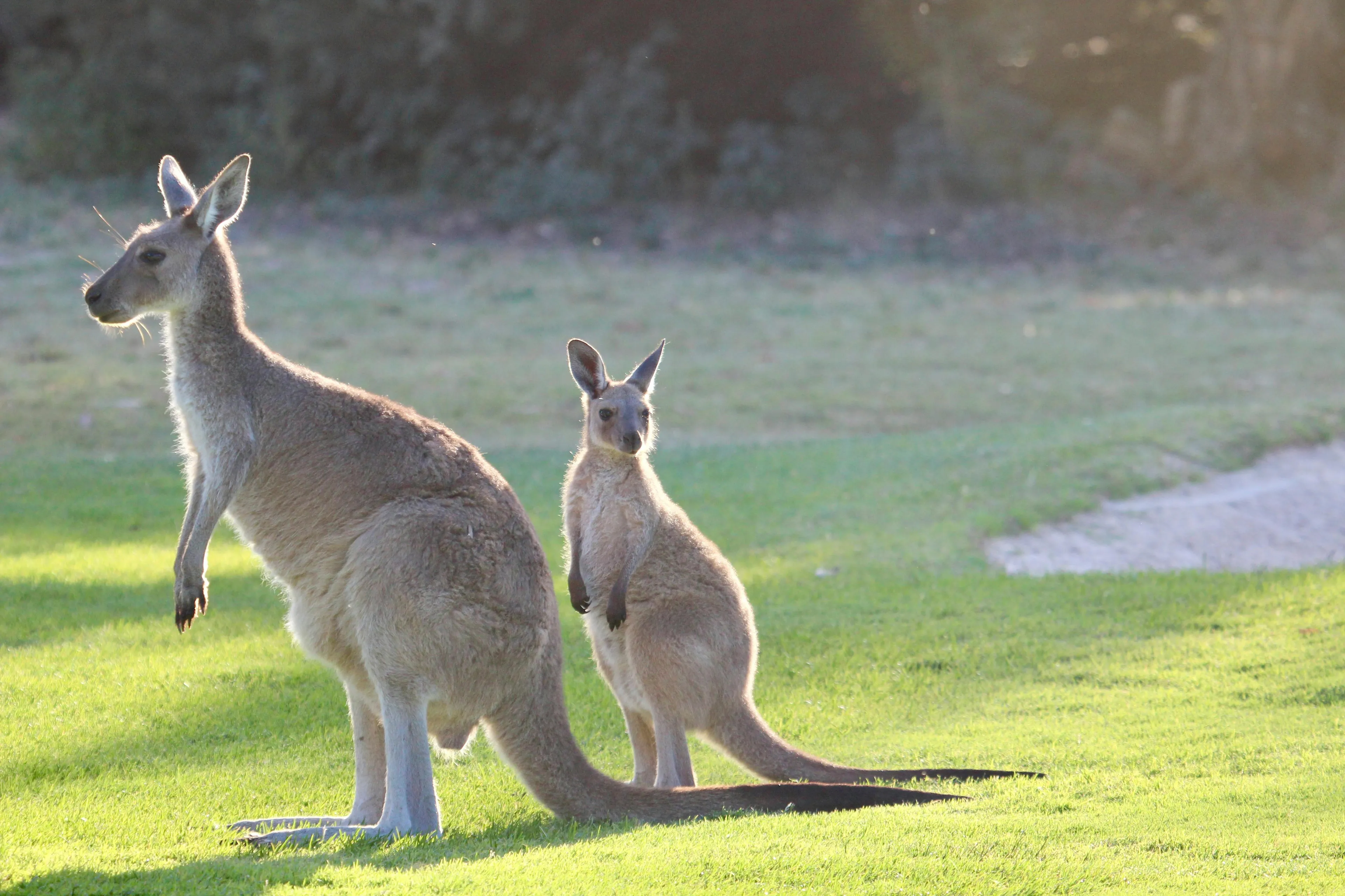 Two kangaroos sitting on grass in Australia, illustrating geography true or false questions about kangaroos and humans.