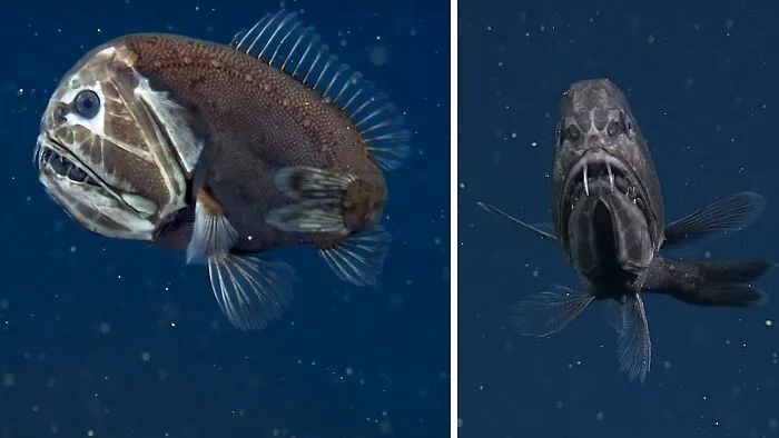 Weird And Wonderful: The Fangtooth Fish Has A Face Only A Mother Could Love