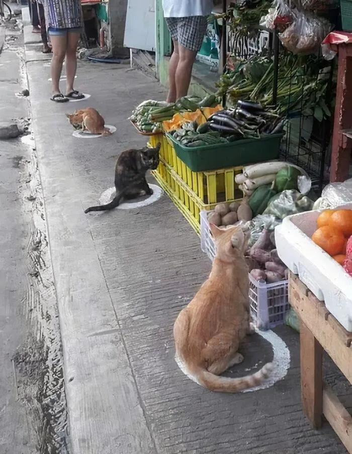 Our Feline Friends Spotted Practicing Social Distancing Measures Amid The Covid-19 Pandemic