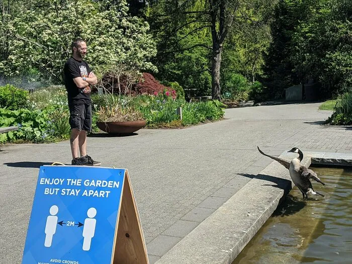 A Goose Enforces Social Distancing