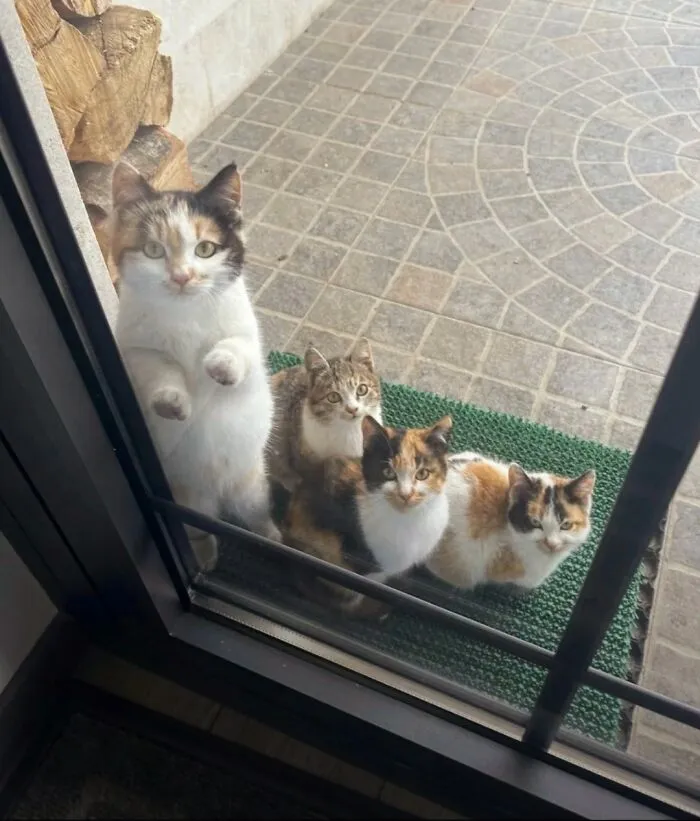 75 Funny And Cute Cat Photos That’ll Make You Smile Today