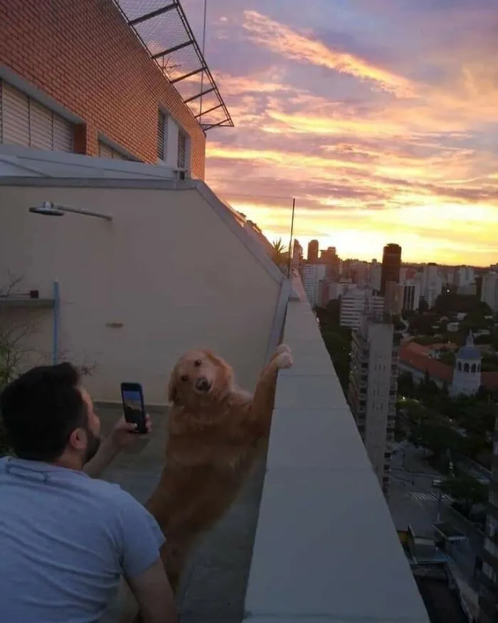 Man taking a photo of a golden retriever on a rooftop at sunset, capturing important animal images and bonds.