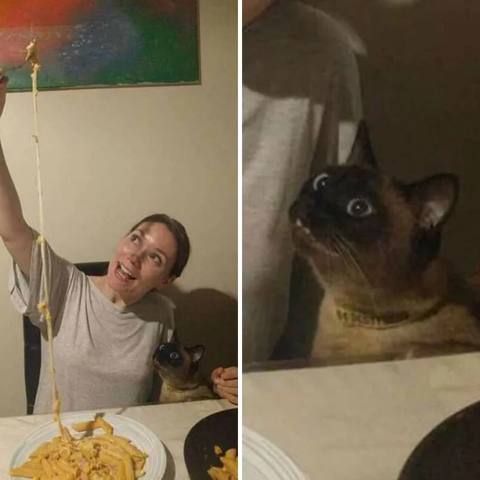 Woman and Siamese cat sharing a moment over a plate of cheesy pasta capturing important animal images and human-animal bonds.