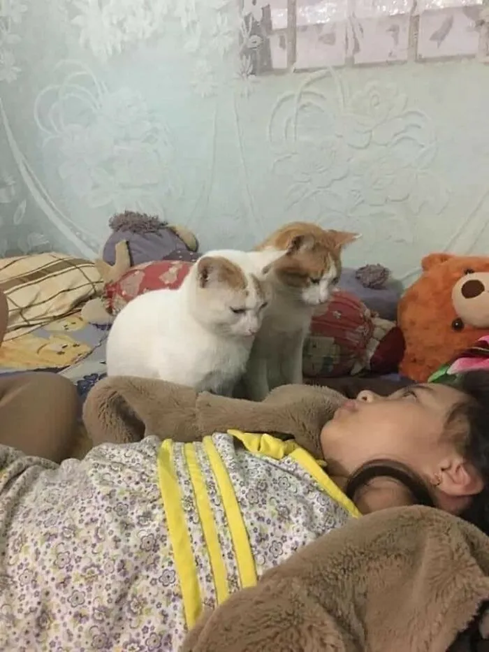 Two cats sitting close to a child lying down, capturing an important animal image showing a sweet human-animal bond.