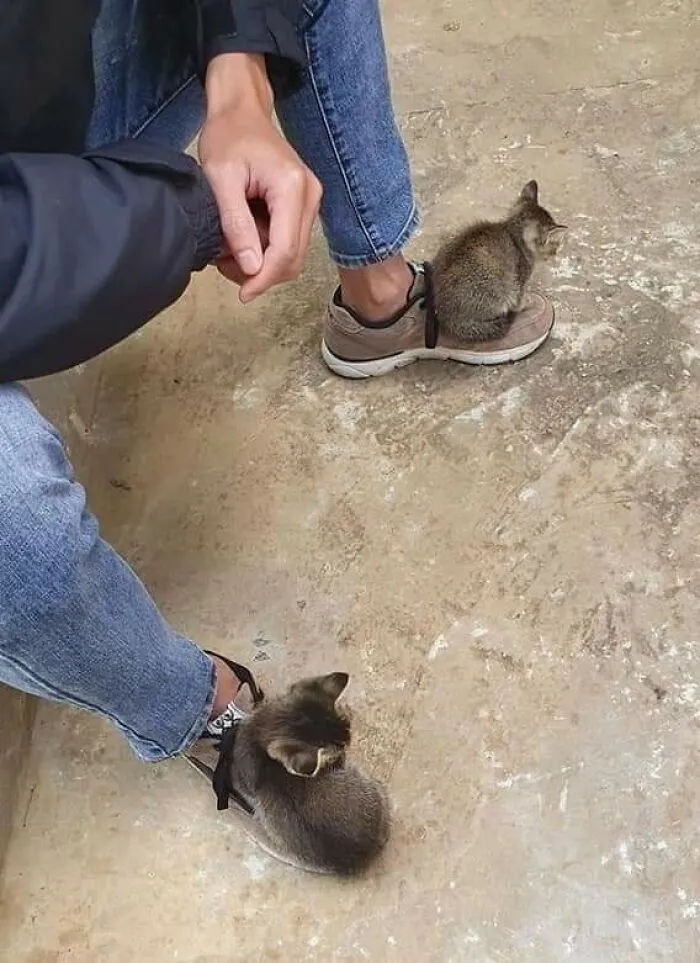 Two small kittens resting on the shoes of a person wearing jeans, capturing sweet human-animal bonds.
