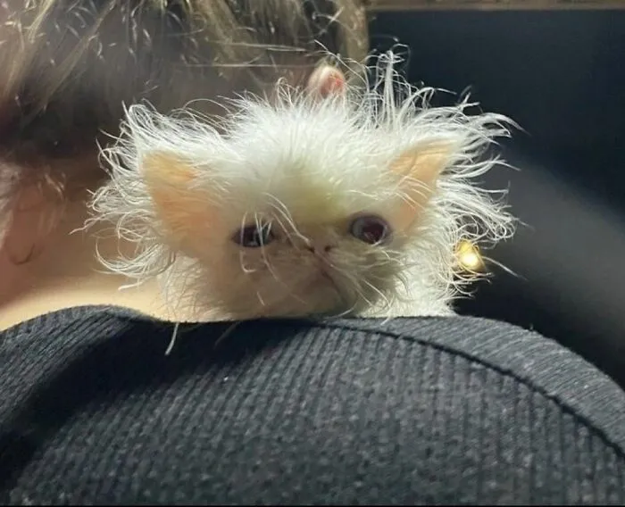 40 Fotos de gatos tan adorables como divertidas para sacarte una sonrisa