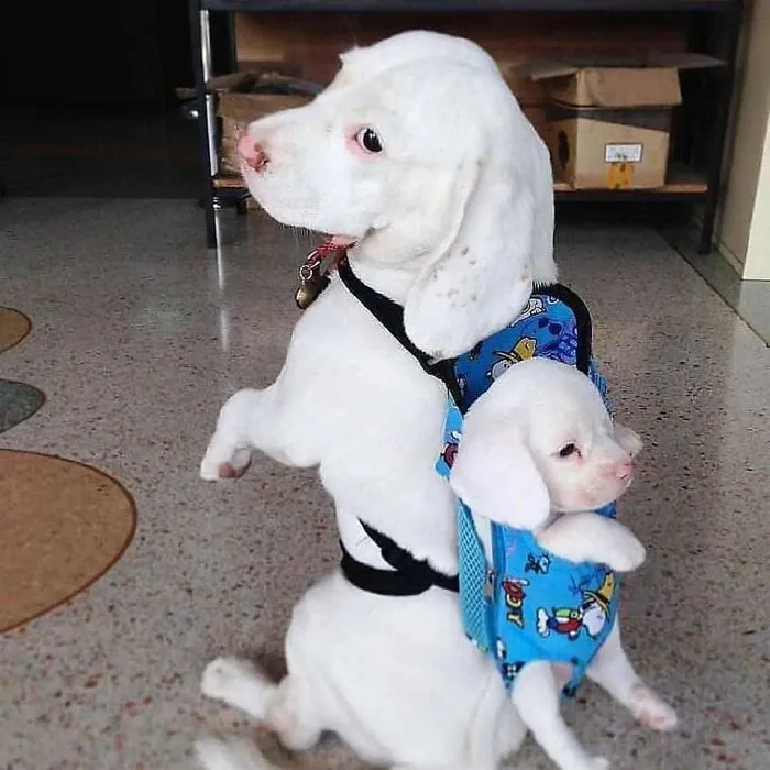 Two white dogs, one wearing a colorful pet carrier backpack carrying the other, showcasing hilarious moments caught on camera.