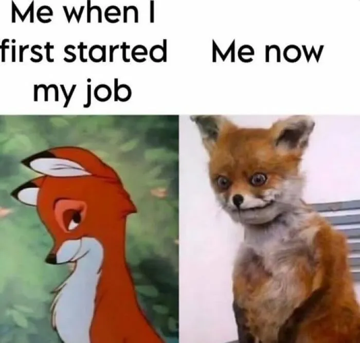 Comparison meme showing a cheerful cartoon fox labeled me when I started my job and a disheveled realistic fox labeled me now relatable memes
