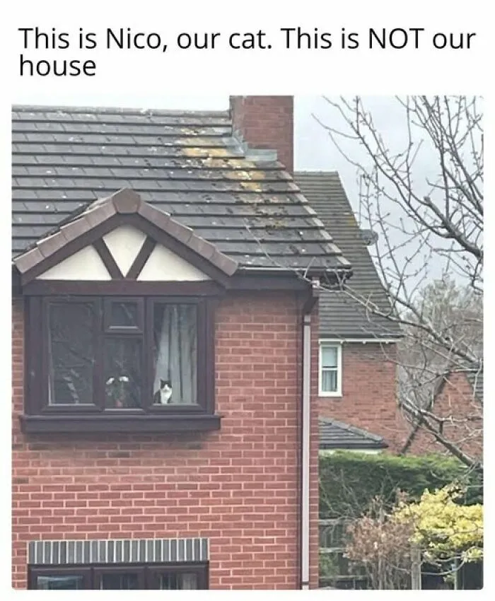 Cat sitting inside a window of a brick house, with text about relatable memes that hit way too close to home.