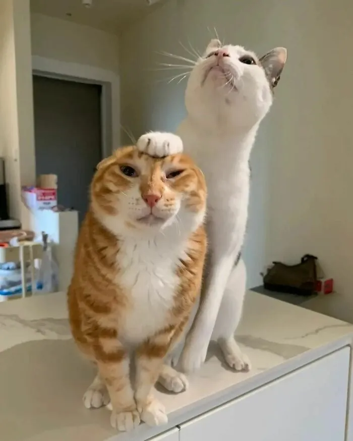 75 Funny And Cute Cat Photos That’ll Make You Smile Today