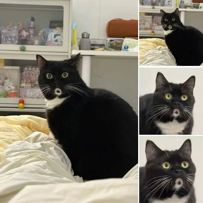 40 Fotos de gatos tan adorables como divertidas para sacarte una sonrisa