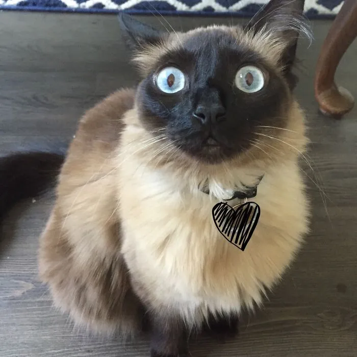 Often My Cat Has A "Did I Leave The Stove On?" Look On Her Face