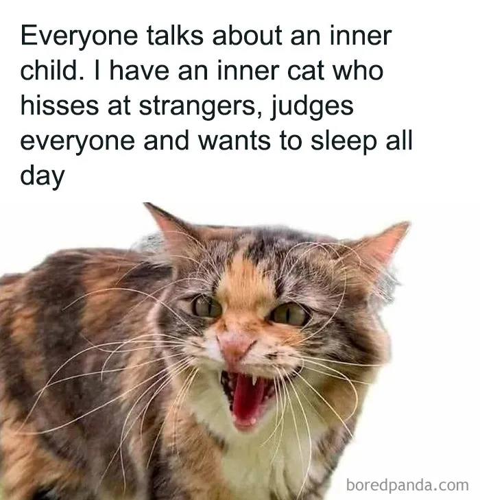 69 Funny Memes For Your Daily Dose Of Cute Animal Content (New Pics)