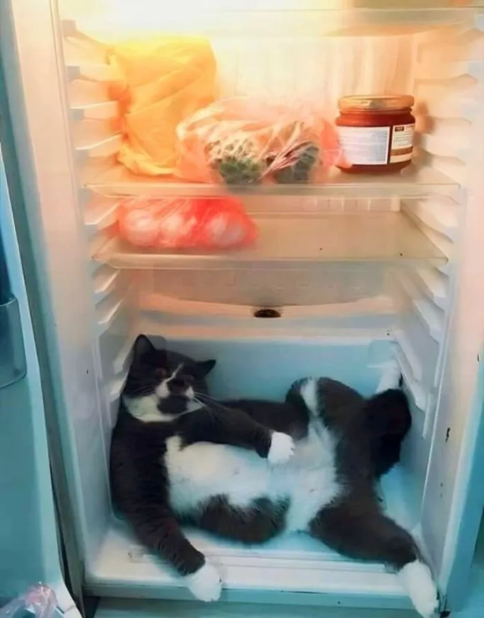 Cat lying inside a refrigerator demonstrating why cats are natural comedians with their quirky and funny behavior.
